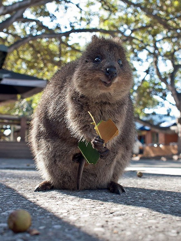 cute-smiling-happy-quokkas-9-58c806a05a546__605