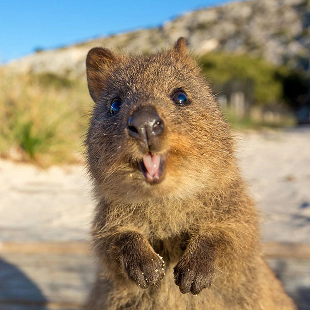 cute-smiling-happy-quokkas-14-58c8114606e66__605