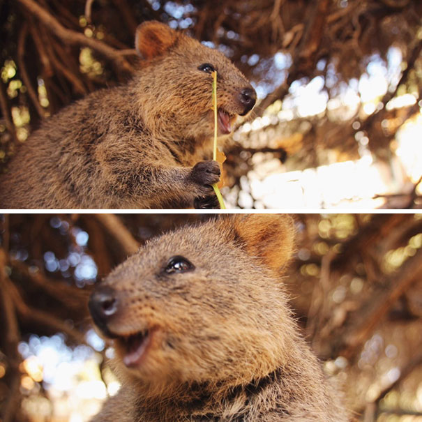 cute-smiling-happy-quokkas-100-58c8ec03ee288__605