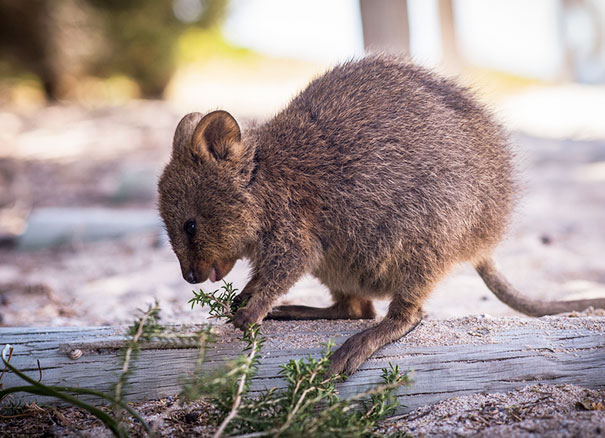 cute-smiling-happy-quokkas-110-58c8f9c2a180d__605