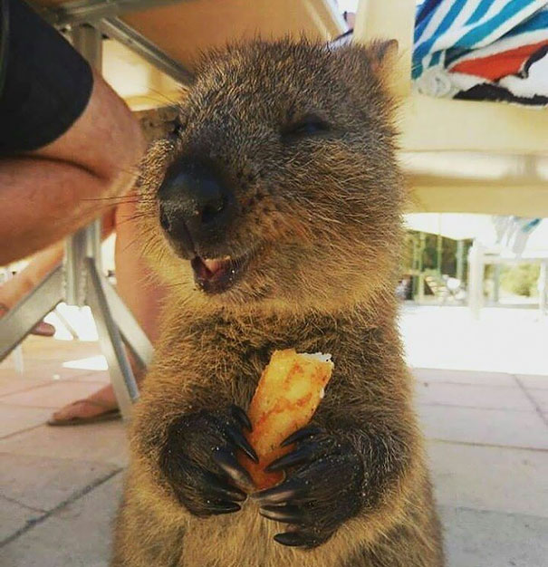 cute-smiling-happy-quokkas-20-58c8f9ba831c7__605