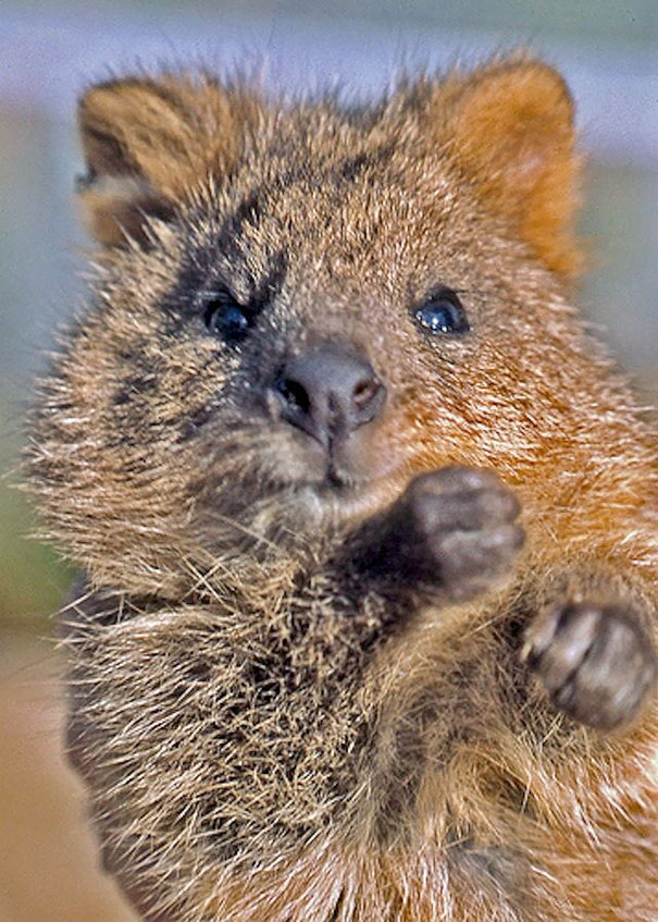 cute-smiling-happy-quokkas-25-58c9037d89eee__605