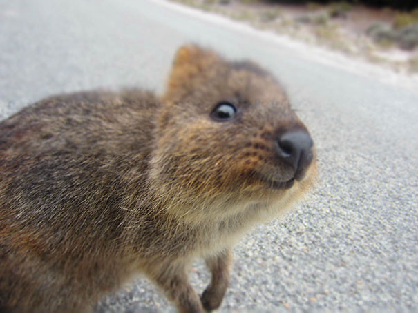 cute-smiling-happy-quokkas-8-58c8040e00890__605