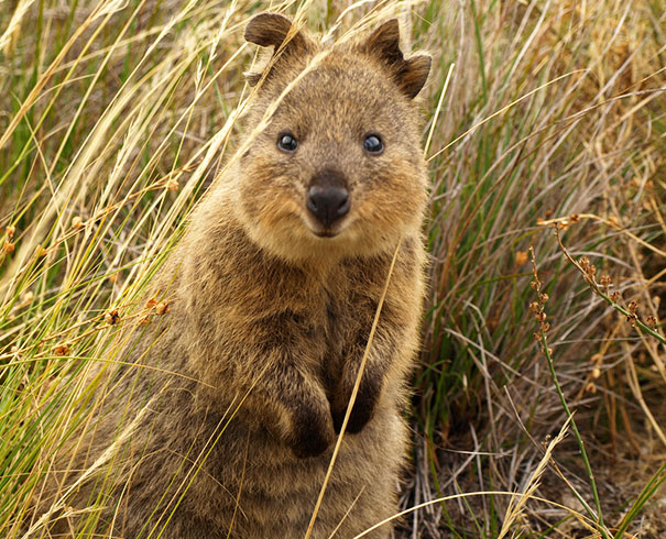 cute-smiling-happy-quokkas-107-58c8f50f2215c__605