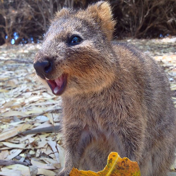 cute-smiling-happy-quokkas-112-58c9015be342c__605