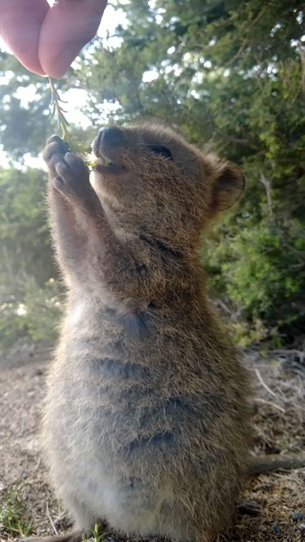 cute-smiling-happy-quokkas-28-58c914845eba4__605