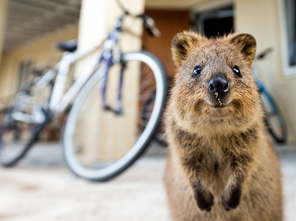 cute-smiling-happy-quokkas-29-58c91a22007bd__605