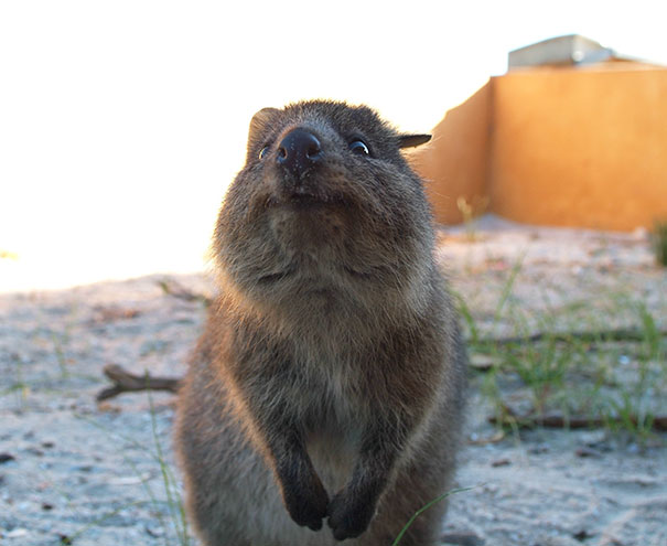 cute-smiling-happy-quokkas-31-58c91bfd98f57__605