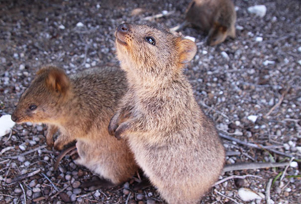 cute-smiling-happy-quokkas-116-58c91eac57ea1__605