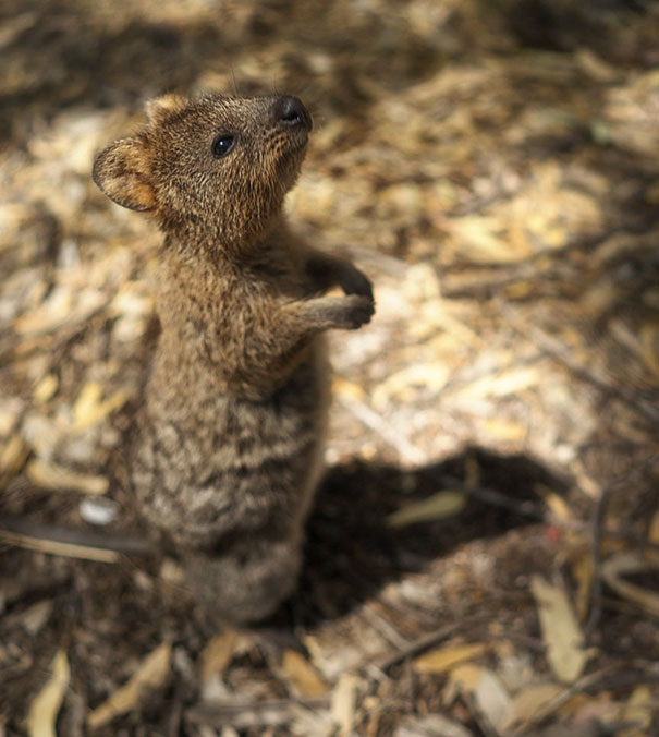 cute-smiling-happy-quokkas-33-58c92d722fe62__605