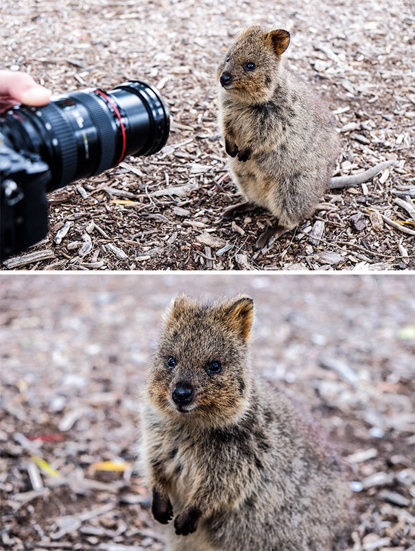 cute-smiling-happy-quokkas-117-58c92e8a76ab6__605