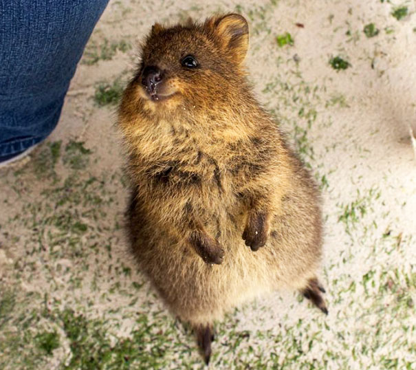 cute-smiling-happy-quokkas-118-58c93271a3daa__605