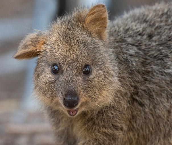 cute-smiling-happy-quokkas-35-58c934c065746__605