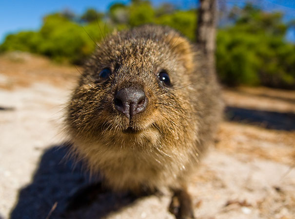 cute-smiling-happy-quokkas-36-58c93cb4954b3__605