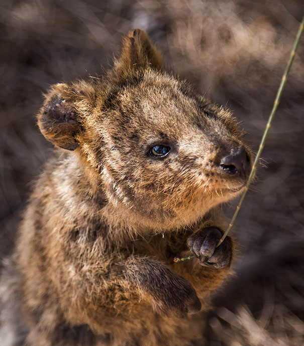 cute-smiling-happy-quokkas-37-58c93e34bf9fc__605