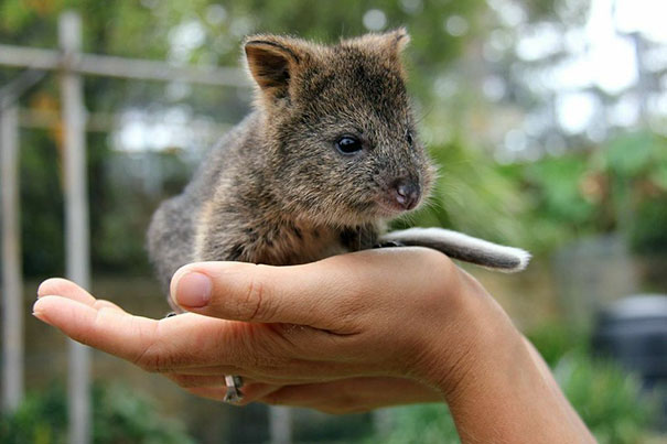 cute-smiling-happy-quokkas-38-58c94177eb837__605