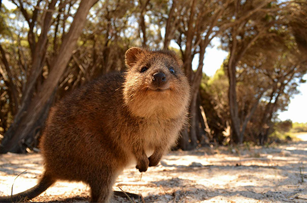 cute-smiling-happy-quokkas-7-58c8025eb330c__605