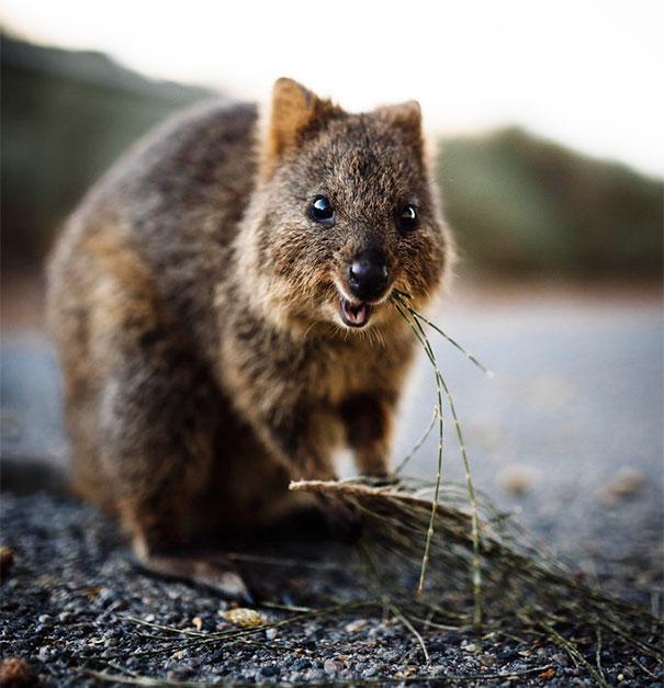 cute-smiling-happy-quokkas-102-58c8f180212e5__605