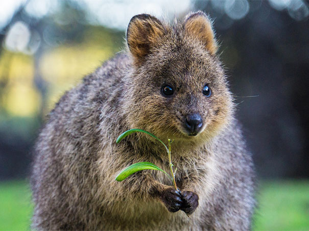 cute-smiling-happy-quokkas-103-58c8f1dfe85a8__605