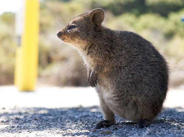 cute-smiling-happy-quokkas-105-58c8f3a027eae__605