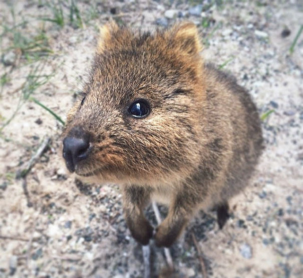 cute-smiling-happy-quokkas-106jpg-58c8f42598703__605