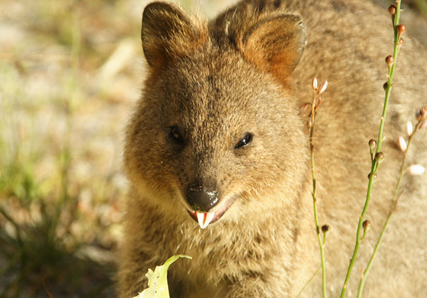 cute-smiling-happy-quokkas-111-58c8fd3c4542b__605