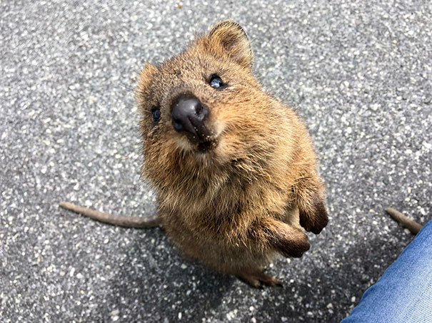 cute-smiling-happy-quokkas-27-58c910edbc4eb__605