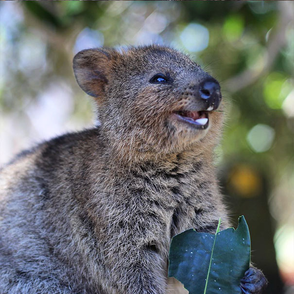 cute-smiling-happy-quokkas-113-58c918865dce2__605