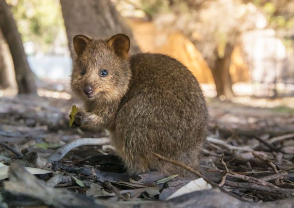 cute-smiling-happy-quokkas-114-58c91add31adf__605