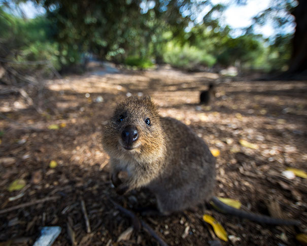 cute-smiling-happy-quokkas-30-58c91b3eb37c6__605