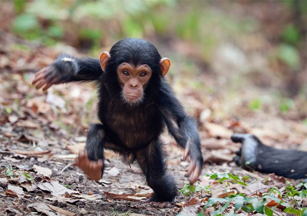 Regardez ces animaux decouvrant de nouvelles choses pour la première fois