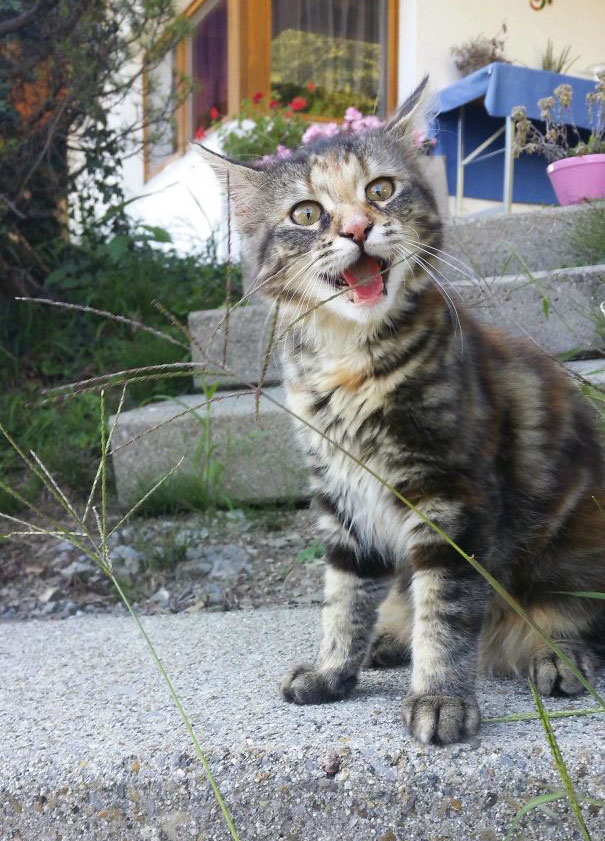 Regardez ces animaux decouvrant de nouvelles choses pour la première fois