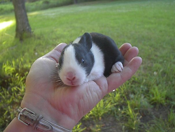 Regardez ces animaux decouvrant de nouvelles choses pour la première fois