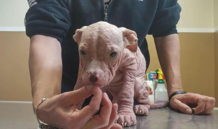 abandoned-puppies-lost-hair-mange-4