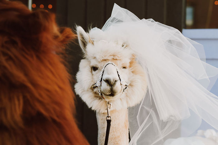 "invitacion-boda-llamas-portland-56-5902f527e6831__700"