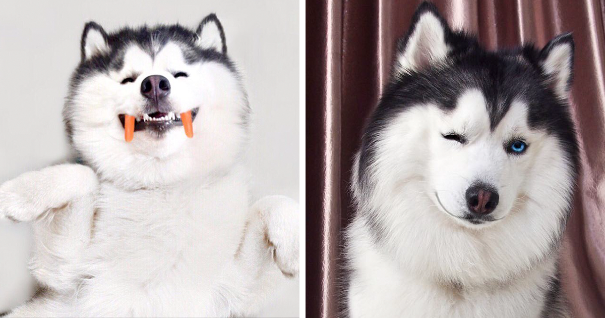 Maru le Husky-Panda est plus heureux que jamais Maru le Husky-Panda est plus heureux que jamais