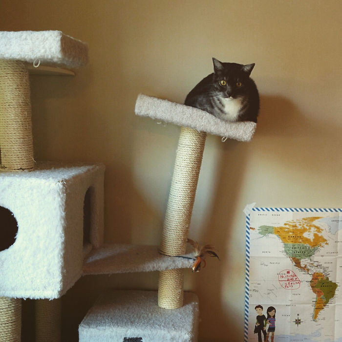 Le chat qui sen va tout seul texte