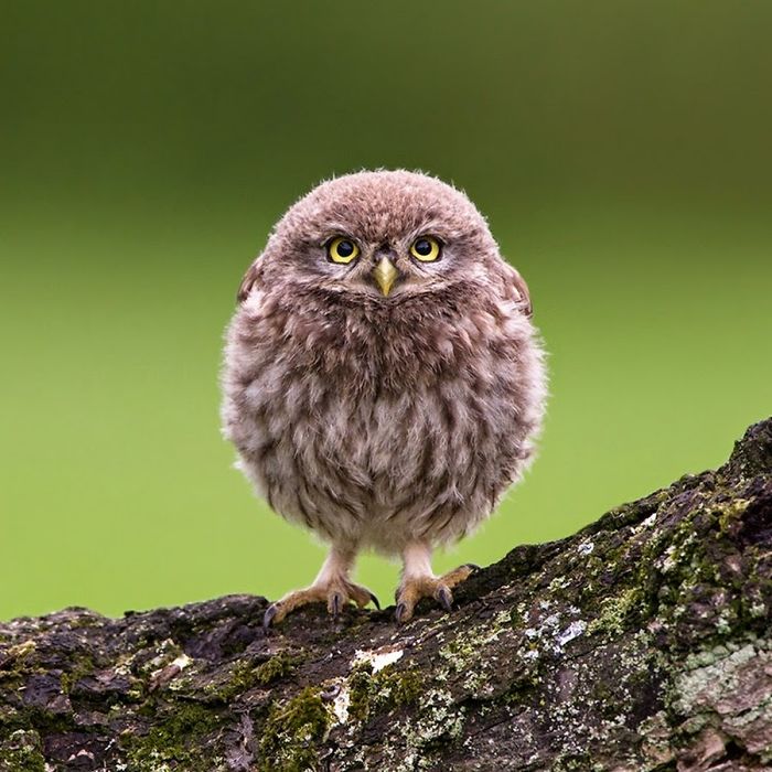 round-owl-112-58f0826199918__700