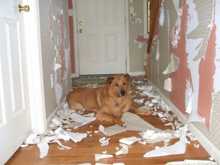 share-the-mess-your-pets-made-when-you-left-them-alone-103-58eb9f7181796__700