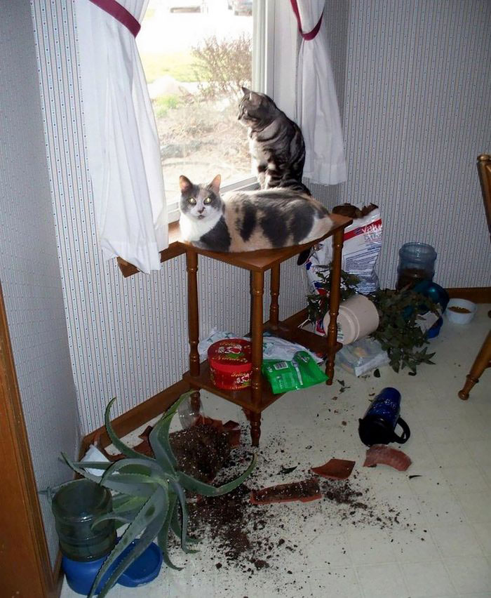 share-the-mess-your-pets-made-when-you-left-them-alone-119-58ecd8424266b__700