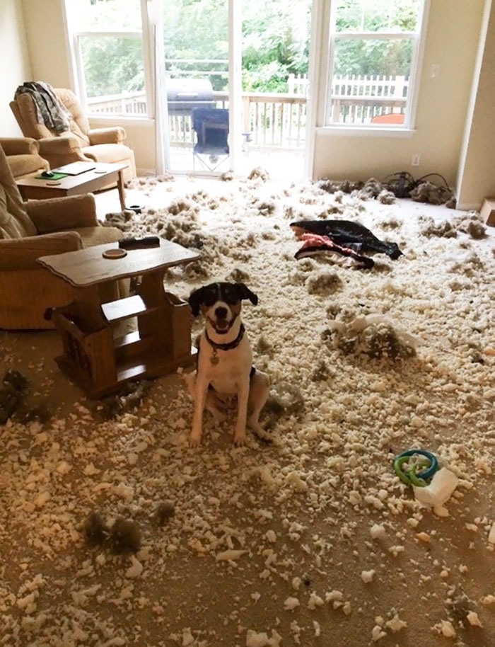 share-the-mess-your-pets-made-when-you-left-them-alone-143-58ef294a66215__700