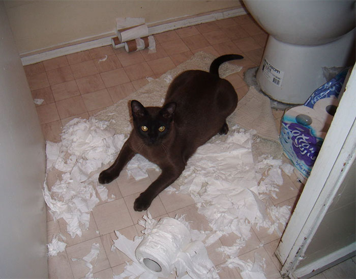 share-the-mess-your-pets-made-when-you-left-them-alone-120-58ece75937df1__700