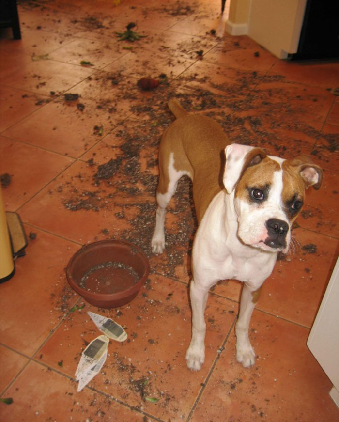 share-the-mess-your-pets-made-when-you-left-them-alone-113-58ec9c377e73b__700