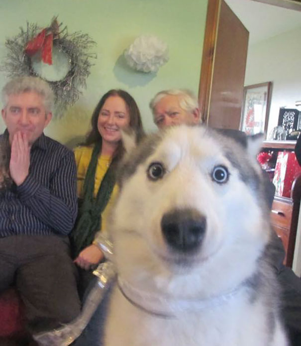 funny-dog-photobombs-36-58edc59d6fff4__605