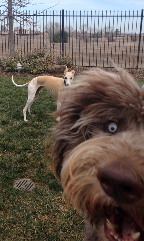 funny-dog-photobombs-85-58ef44f59bc6c__605