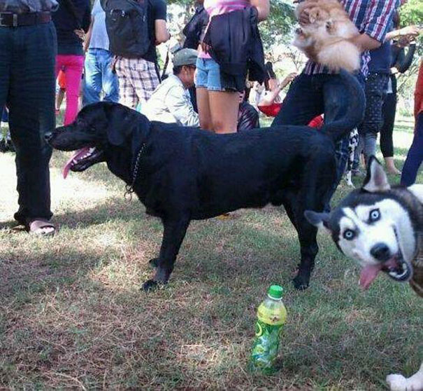 funny-dog-photobombs-37-58edc767c147d__605