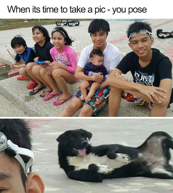 funny-dog-photobombs-97-58f0826e6466a__605