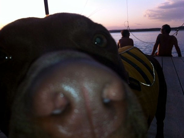 funny-dog-photobombs-33-58ecee889317d__605