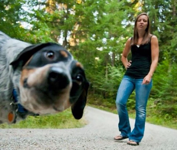 funny-dog-photobombs-46-58ee1af07728b__605