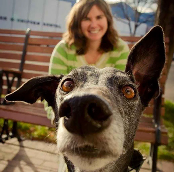 funny-dog-photobombs-47-58ee1b8e5f684__605